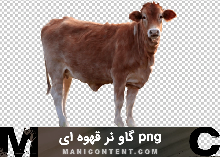 گاو نر قهوه ای Brown bull png