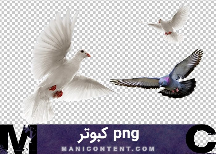 کبوتر سفید White dove png